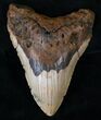 Bargain Megalodon Tooth - North Carolina #13832-1